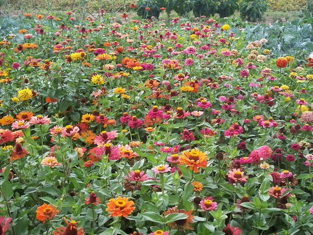 Cynie co roku obowiązkowo goszczą w moim ogrodzie