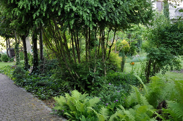 część kilkudziesięcioletniego bukszpanu pospolitego