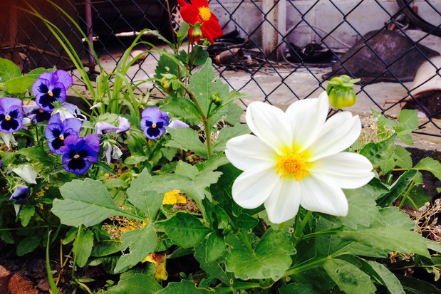 Dalie z maleńkich nasionek teraz tworzą piękne kwiaty.