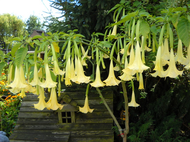 Datura-moja duma.