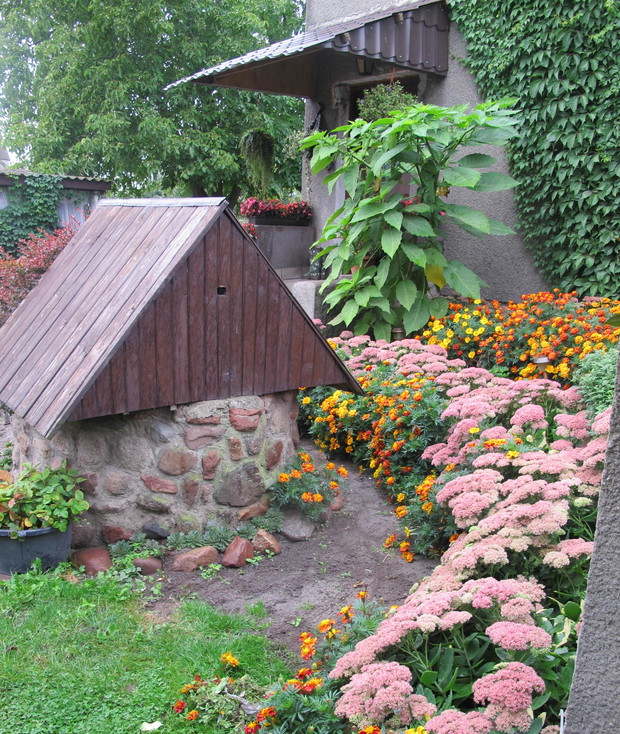 Datura pięknie wyglada wokół turków które wszedzie sie przyjmą na kazdej ziemi