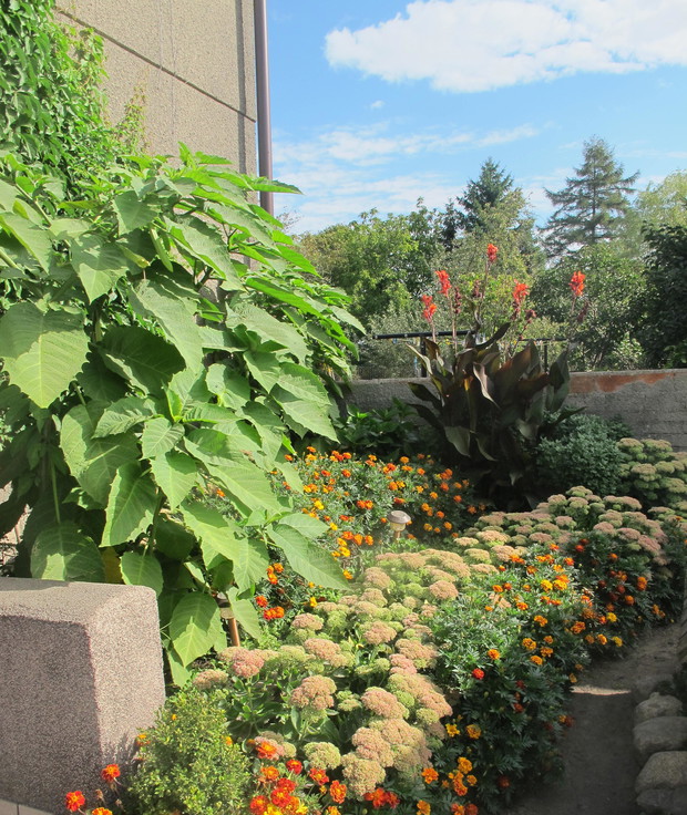 Daturę przechowujemy przez zimę w zacisznym miejscu co roku kilka okazów pięknie pachną tu z turkami