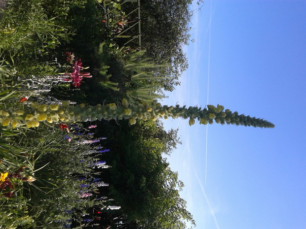 DZIEWANNA
ULUBIONY KWIAT
BABCI