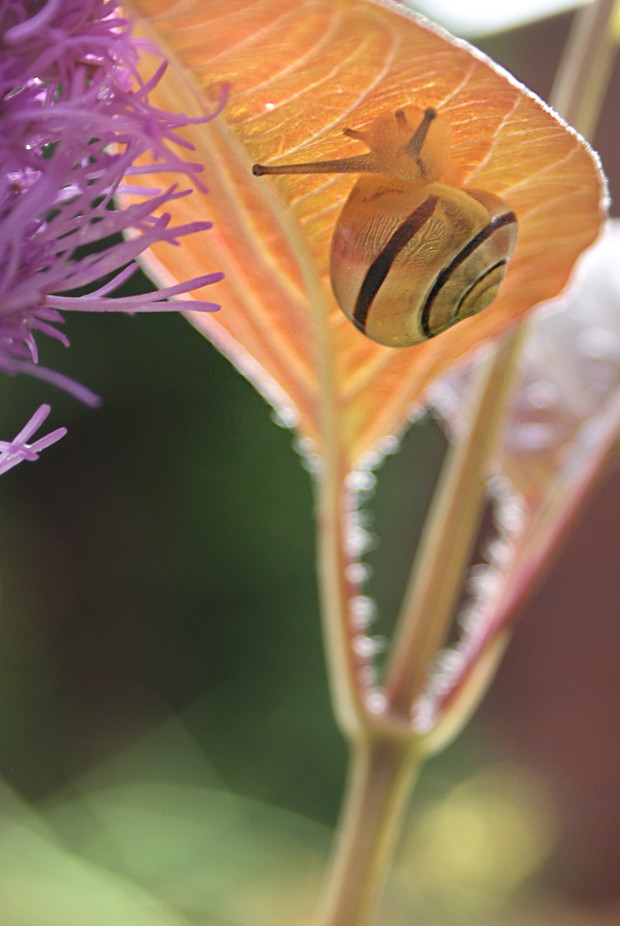 Goście w moim ogrodzie.