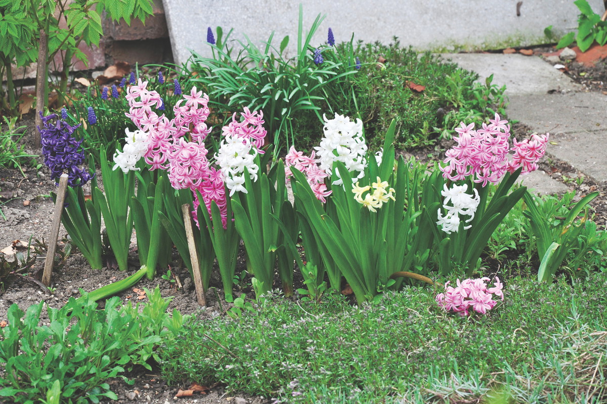 Hiacynty można uprawiać w jednym miejscu 3-4 lata. Warto jednak co roku je przesadzać. Cebule wkłada się do ziemi piętką ku dołowi.