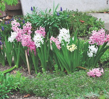 Hiacynty można uprawiać w jednym miejscu 3-4 lata. Warto jednak co roku je przesadzać. Cebule wkłada się do ziemi piętką ku dołowi.