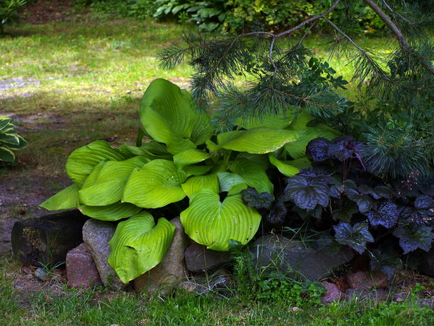 hosty to jedne z naszych ulubionych roślin