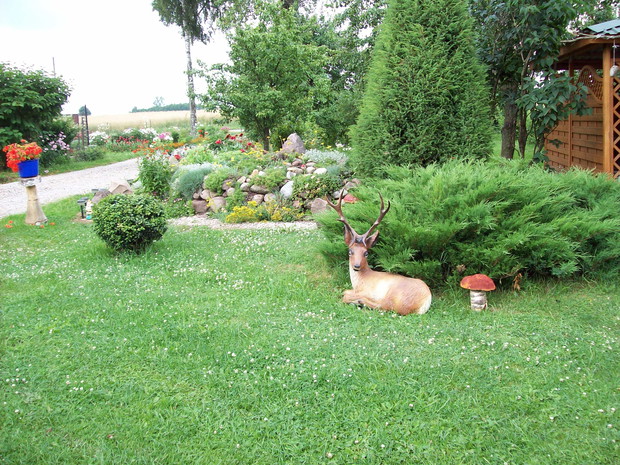 Jałowiec płożący stanowi tło dla jelonka i własnoręcznie wykonanego grzybka 
