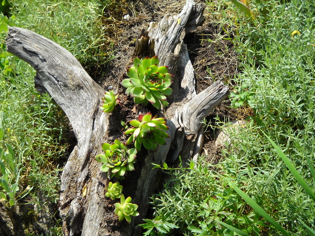 Kaktusiki.