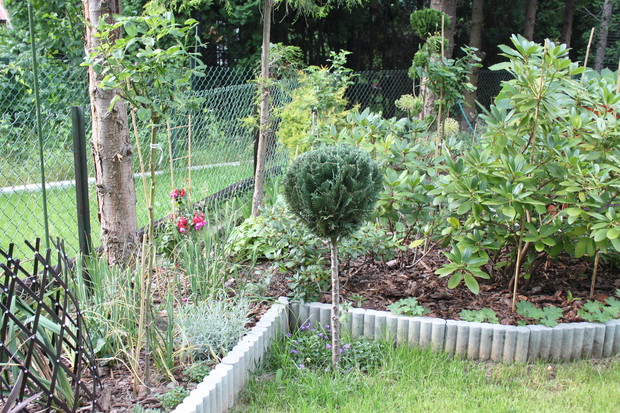 lewa strona ogrodu to rośliny kończące kwitnienie jak fioletowe irysy,  kilka odmian różaneczników, niestety  też już bez fioletowych kwiatów, strzyżona tuja z okalającymi ją w dole dzwoneczkami (Campanula). Pod rododendronami w kwietniu kwitły hiacynty i