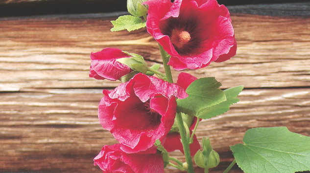 Malwy wymagają stanowisk słonecznych i zacisznych, przy ścianach lub płotach. Jeśli malwy rosną na przepuszczalnej, piaszczystej ziemi, rdza atakuje je rzadziej, a rośliny są okazalsze.