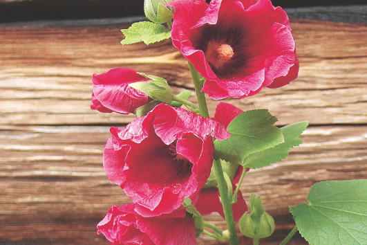 Malwy wymagają stanowisk słonecznych i zacisznych, przy ścianach lub płotach. Jeśli malwy rosną na przepuszczalnej, piaszczystej ziemi, rdza atakuje je rzadziej, a rośliny są okazalsze.