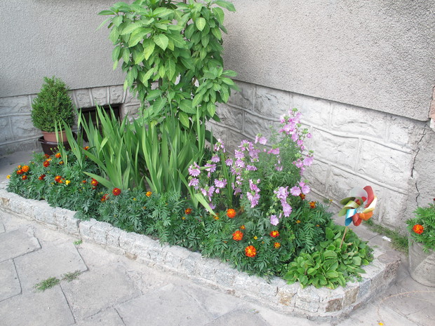 mieczyki ,slaz piżmowy ,datura