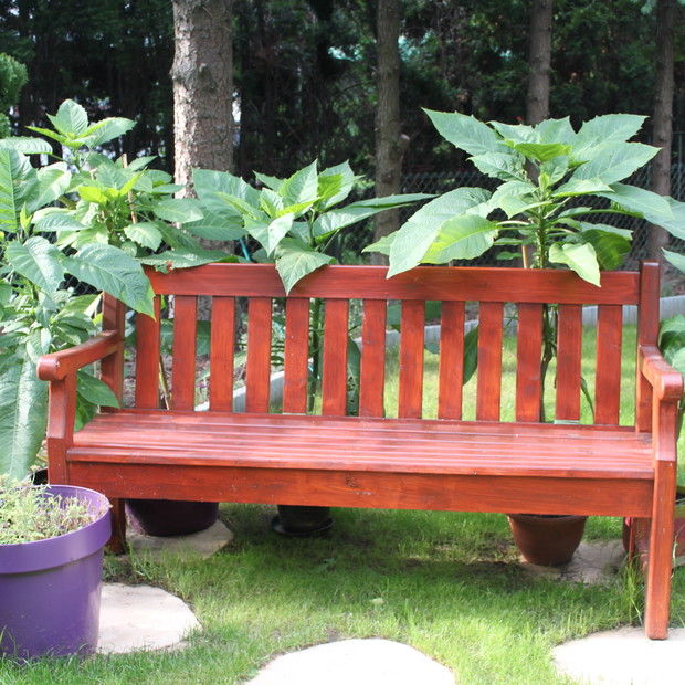 miejsce odpoczynku w słońcu, ławka tonąca w bieluniach własnej hodowli, anielskie dzwony  w kolorze żółtym pojawią sie w końcu lipca. We fioletowej donicy surfinie.