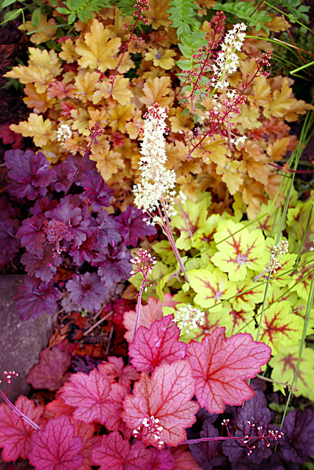 Moja kolekcja żurawek