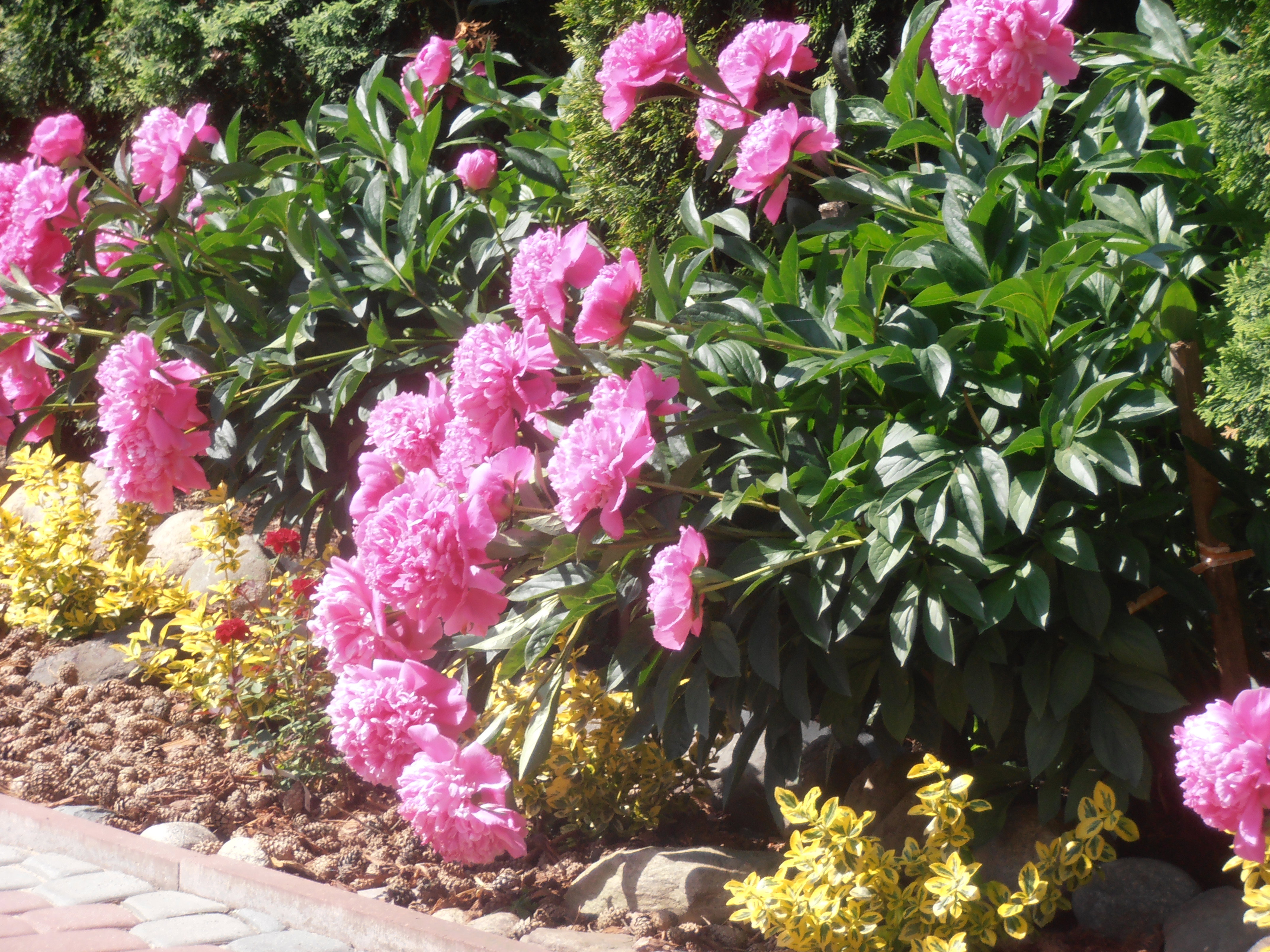 moje peonie w ogrodzie