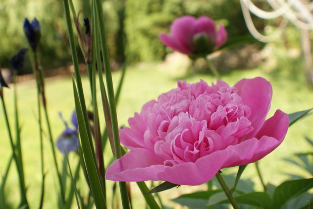 Moje ukochane peonie.