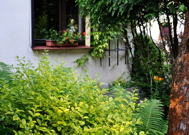 na pierwszym planie żółty ligustr