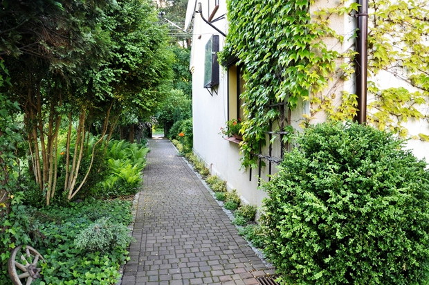 na ścianie domu bluszcz trójklapowy