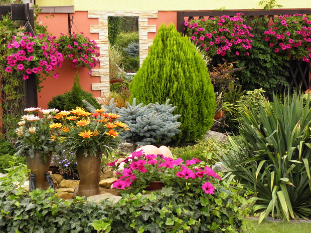 Na studni porośniętej bluszczem zimozielonym, w starych kaloszach pomalowanych sprayem wiosna sadzę stokrotki a teraz pięknie prezentują się gazanie :) Kalosze są wypełnione żółtym piachem do wysokości wstawionych donic, żeby się nie załamywały i były sta