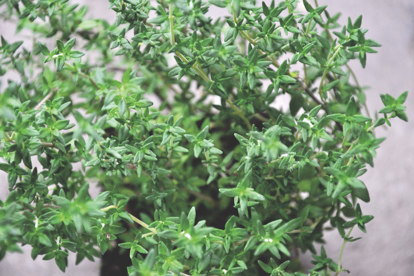 Napar z ziela tymianku stosuje się także podczas problemów z gardłem. Płuczemy nim jamę ustną przy zapaleniu krtani oraz anginie, a pijemy go na suchy kaszel i chrypkę.