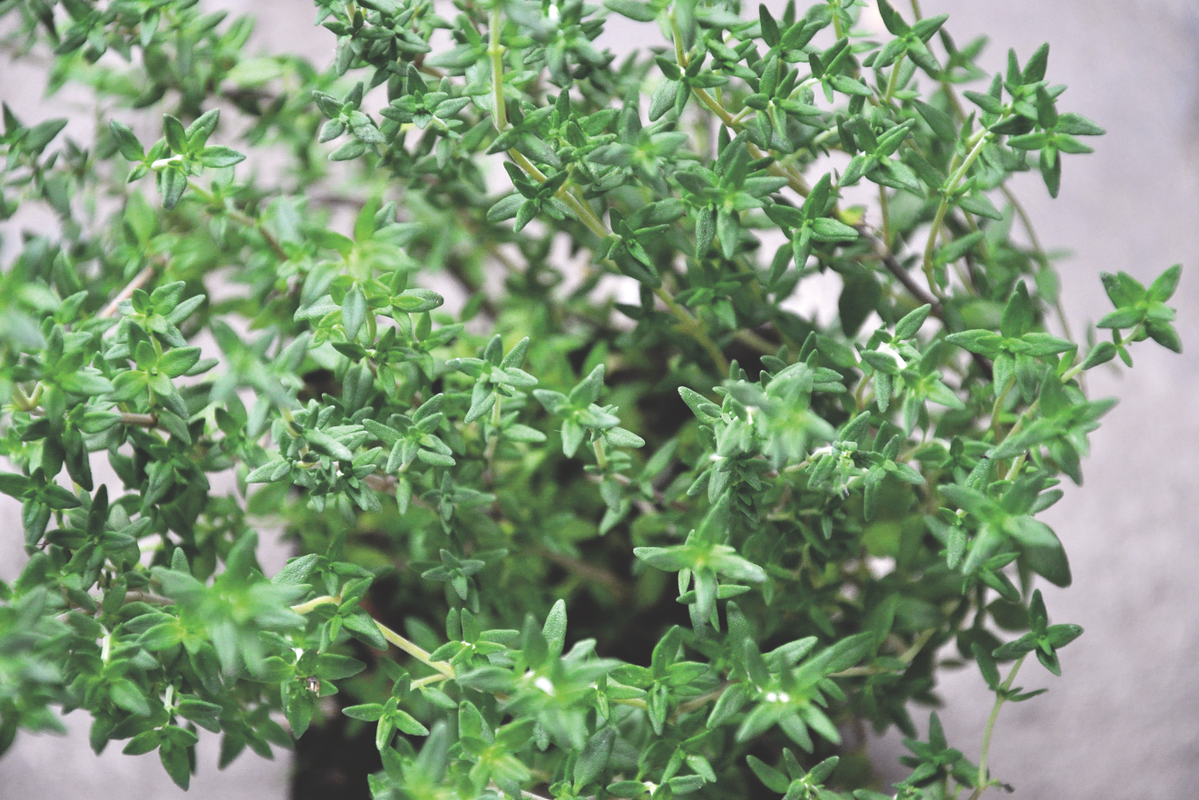 Napar z ziela tymianku stosuje się także podczas problemów z gardłem. Płuczemy nim jamę ustną przy zapaleniu krtani oraz anginie, a pijemy go na suchy kaszel i chrypkę.