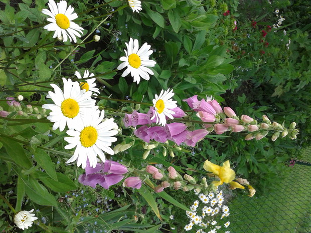 NAPARSTNICA
I ZŁOCIENIE