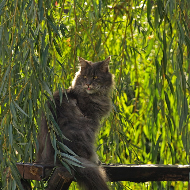 nasze koty uwielbiają wierzbę płaczącą: za cień i za długie witki do zabawy