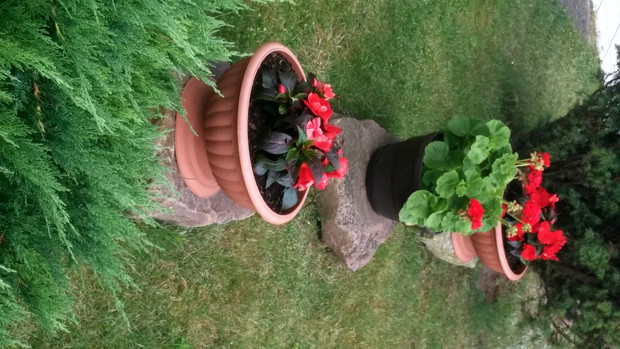 niecierpki i pelargonia...