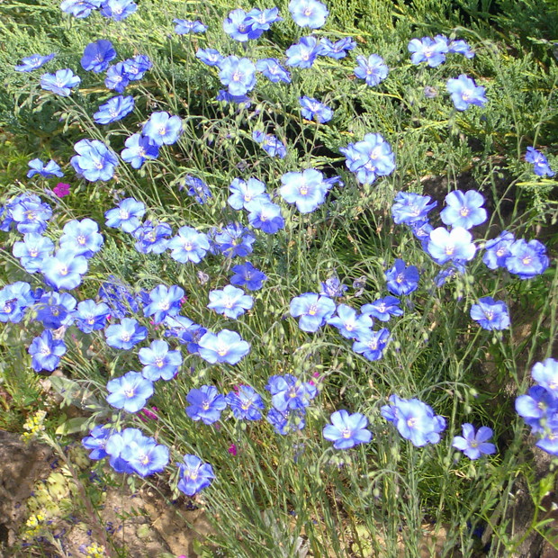 nieznana dla mnie roślinka ale piękna
