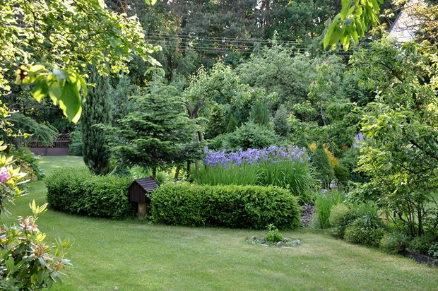 obramowanie z bukszpanu