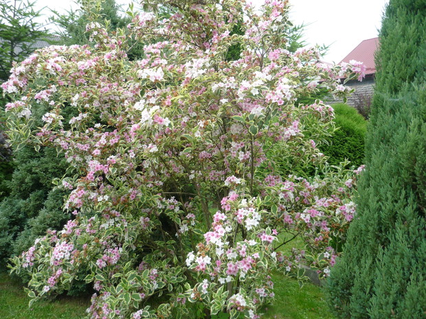 Obsypany kwiatami krzew wejgeli