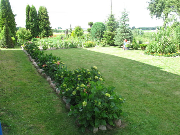 okazy hortenscji które kwitna całe lato w okazałych kolorach