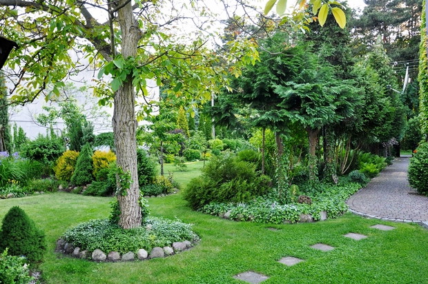 orzech i cyprysiki przy ścieżce