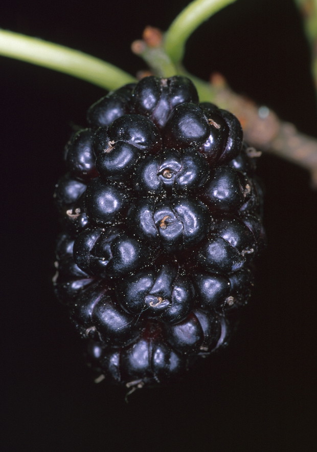 Owoce zawierają aż 20% cukrów, co sprawia, że są doskonałym źródłem energii.