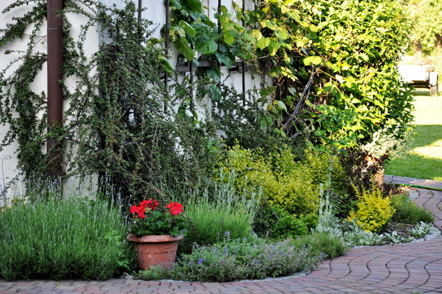 pelargonia wśród lawendy i kocimiętki