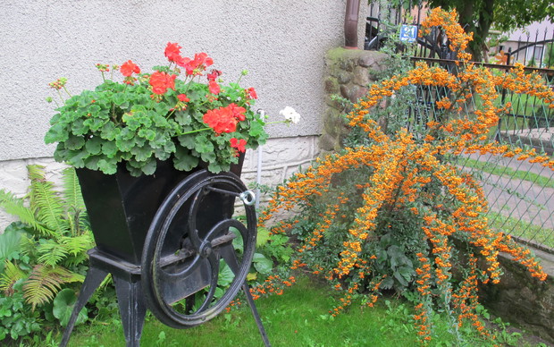 Pelargonie w brukiewniku obok irga