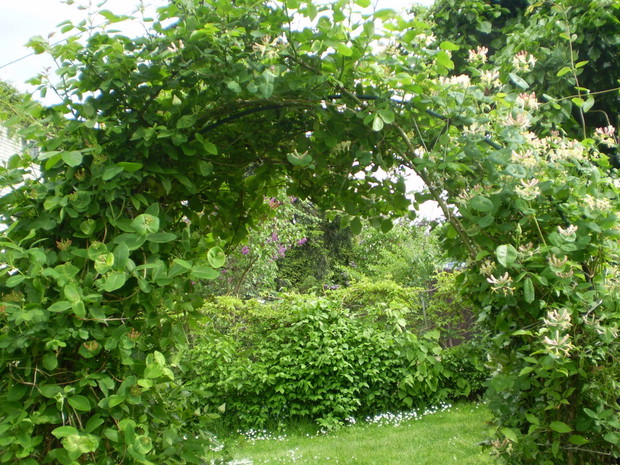 Pergola z wiciokrzewami