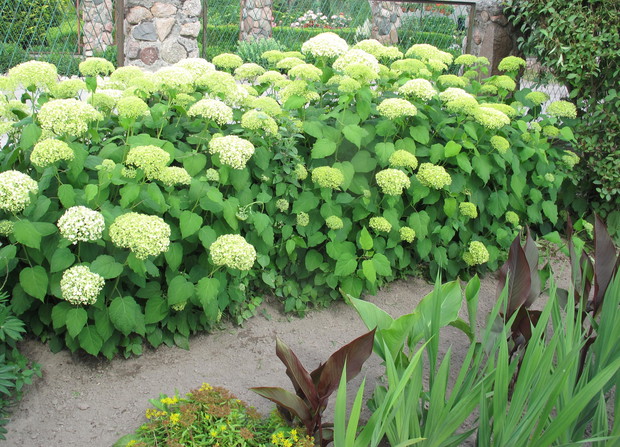 piękne hortensjekrzewiaste kule które można zasuszyć pięknie wyglądaja w wazonie