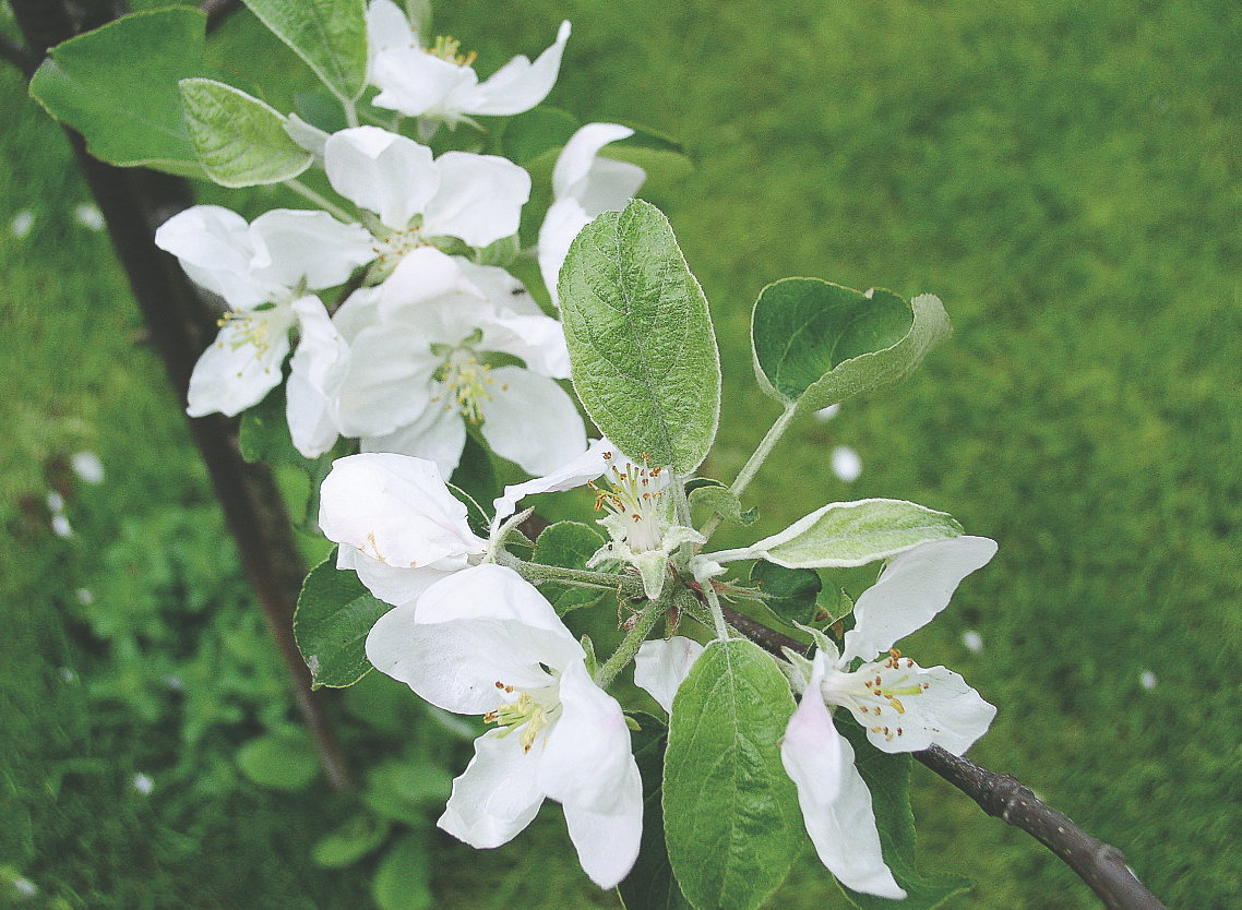 Pierwsze pokolenie tych uciążliwych motyli składa jaja na liściach i zawiązkach owoców.
