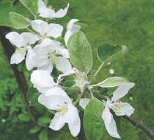 Pierwsze pokolenie tych uciążliwych motyli składa jaja na liściach i zawiązkach owoców.