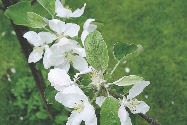 Pierwsze pokolenie tych uciążliwych motyli składa jaja na liściach i zawiązkach owoców.