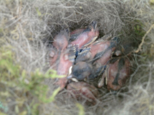 Pisklaki sikorek zadomowionych w naszej budce lęgowej