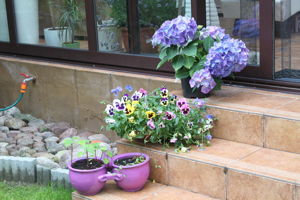 po drugiej stronie schodków wciąż piękne bratki, hortensje i kiełkująca w dwojaku fioletowa szałwia.