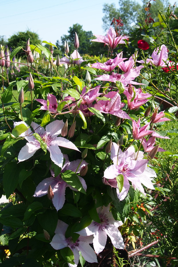 Powojnik Błękitny Anioł