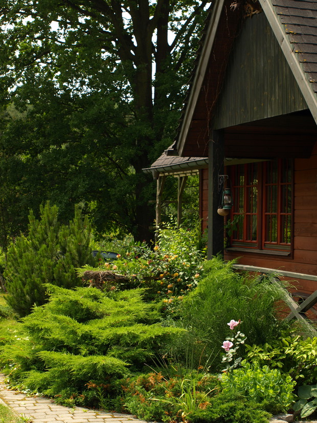 przed domem pysznią się jałowce, wita zapachem wiciokrzew pomorski i (niedługo) kielichowiec wonny