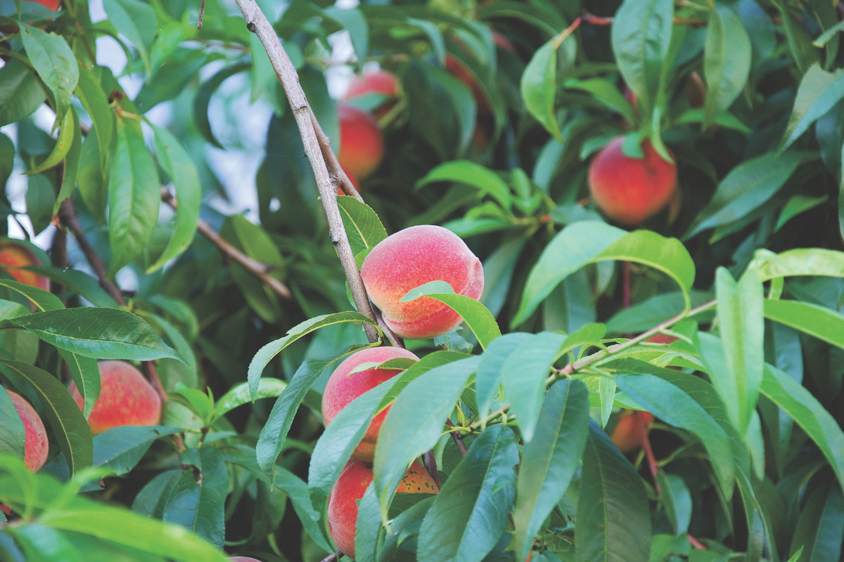 Rany wydzielające lepką żywicę spotkamy najczęściej na uszkodzonych konarach drzew pestkowych.