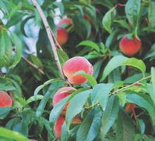 Rany wydzielające lepką żywicę spotkamy najczęściej na uszkodzonych konarach drzew pestkowych.