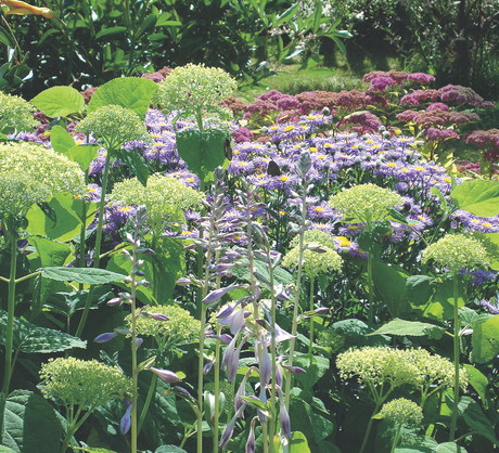 Rośliny te powinniśmy zasilać specjalnie do nich przeznaczonym nawozem, który nie zawiera wapna.