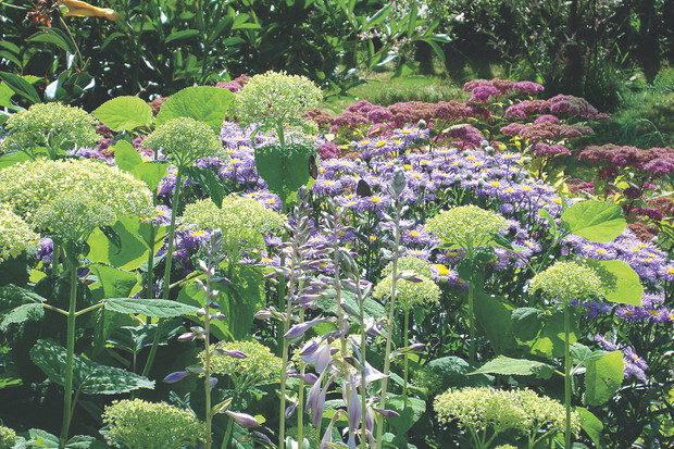 Rośliny te powinniśmy zasilać specjalnie do nich przeznaczonym nawozem, który nie zawiera wapna.